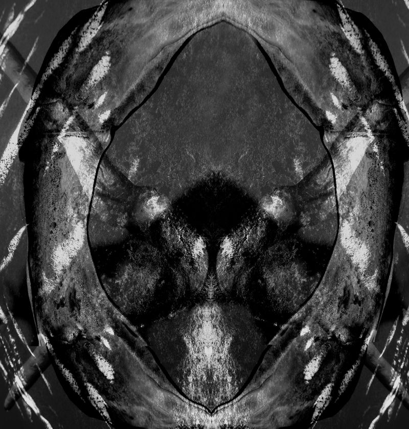 © Camila Rodrigo - The unexpected