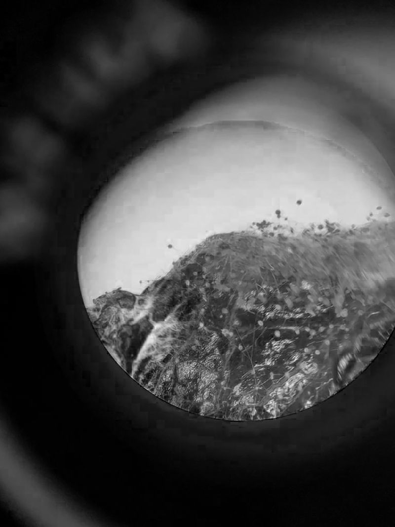 © Camila Rodrigo - Through the microscope