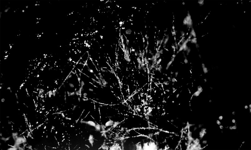 © Camila Rodrigo - Mycelium