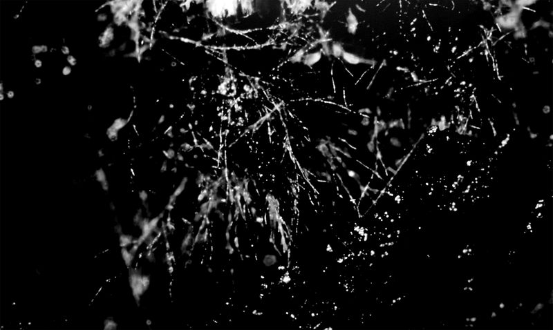 © Camila Rodrigo - Mycelium