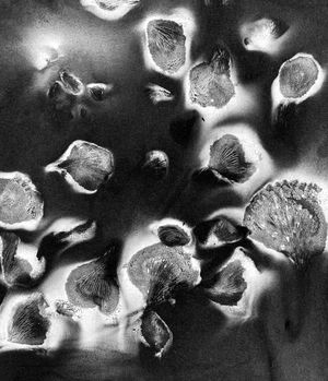 Mycelia as knowledge