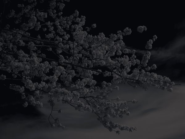 © Shane Lim - trees #1 - london, uk