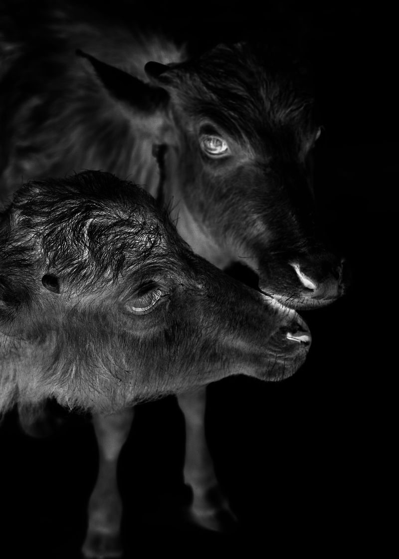 © Shane Lim - on the invocation of lucifer - Medellín, Colombia