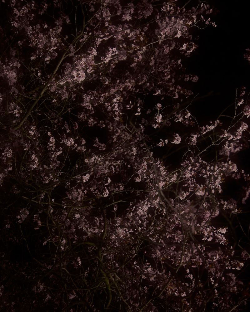 © Shane Lim - trees #3 - berlin, germany