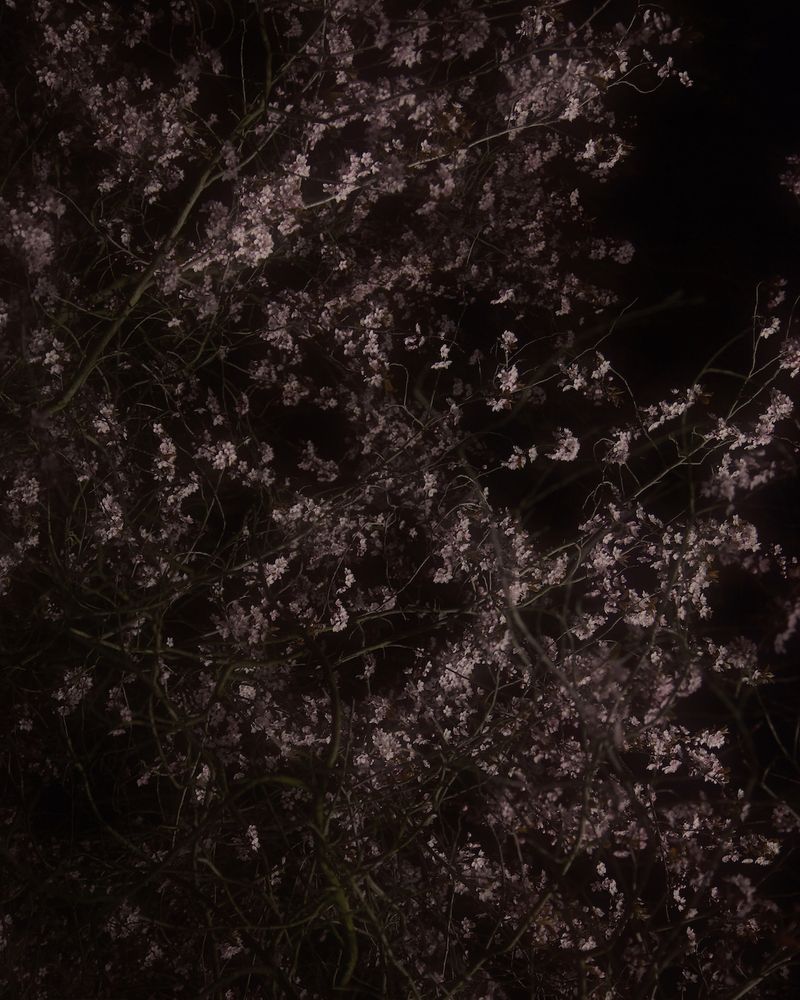 © Shane Lim - trees #3 - berlin, germany