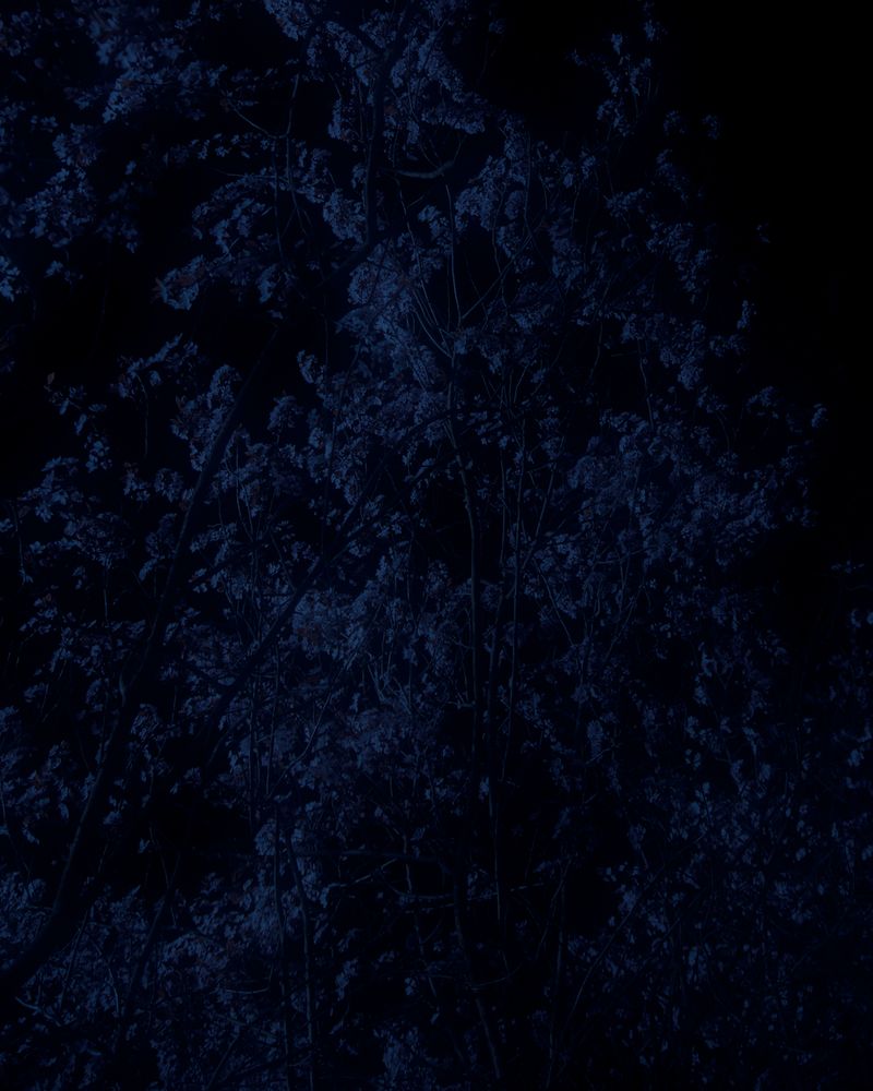 © Shane Lim - trees #2 - berlin, germany