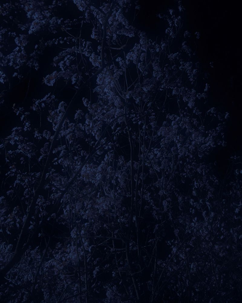 © Shane Lim - trees #2 - berlin, germany