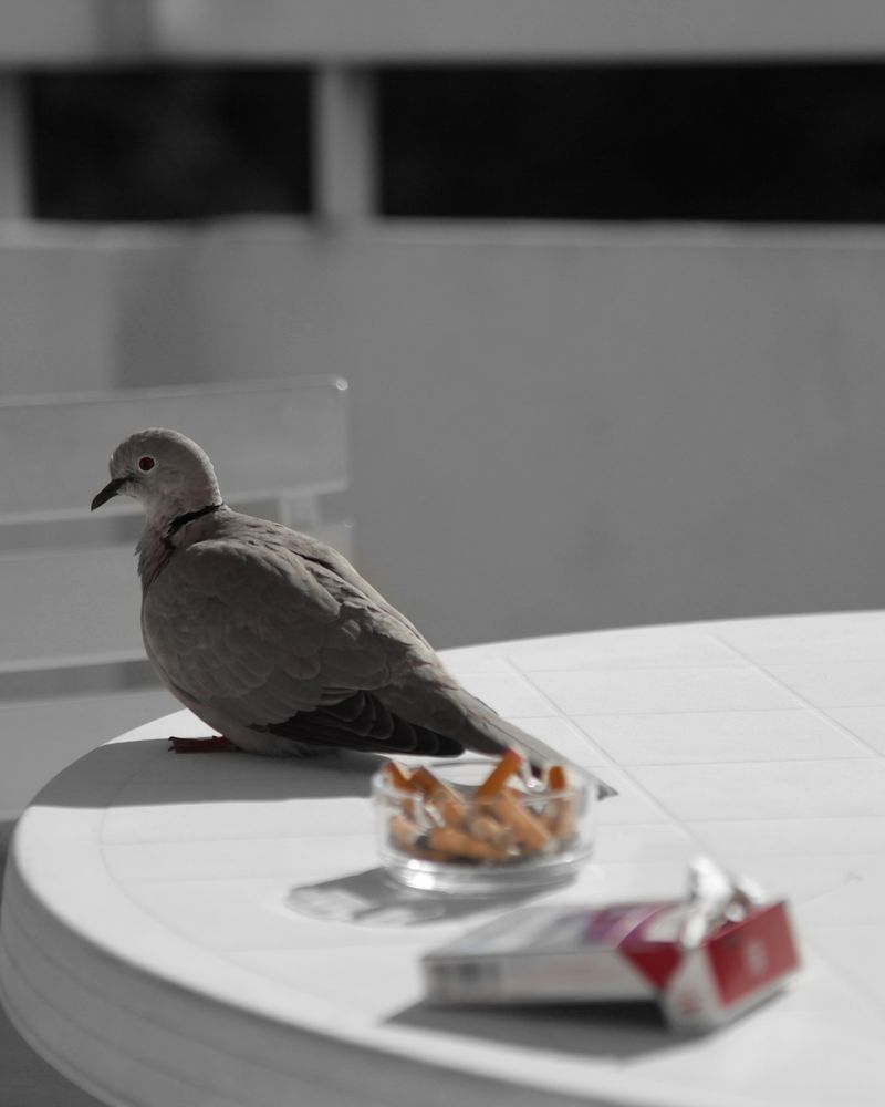 © Shane Lim - pigeon - cannes, france