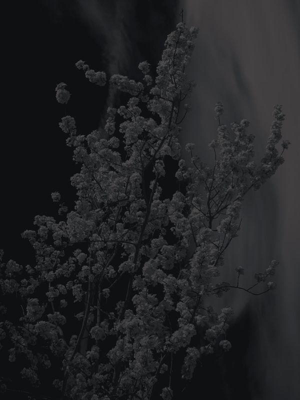 © Shane Lim - Image from the the future is hyperreal photography project