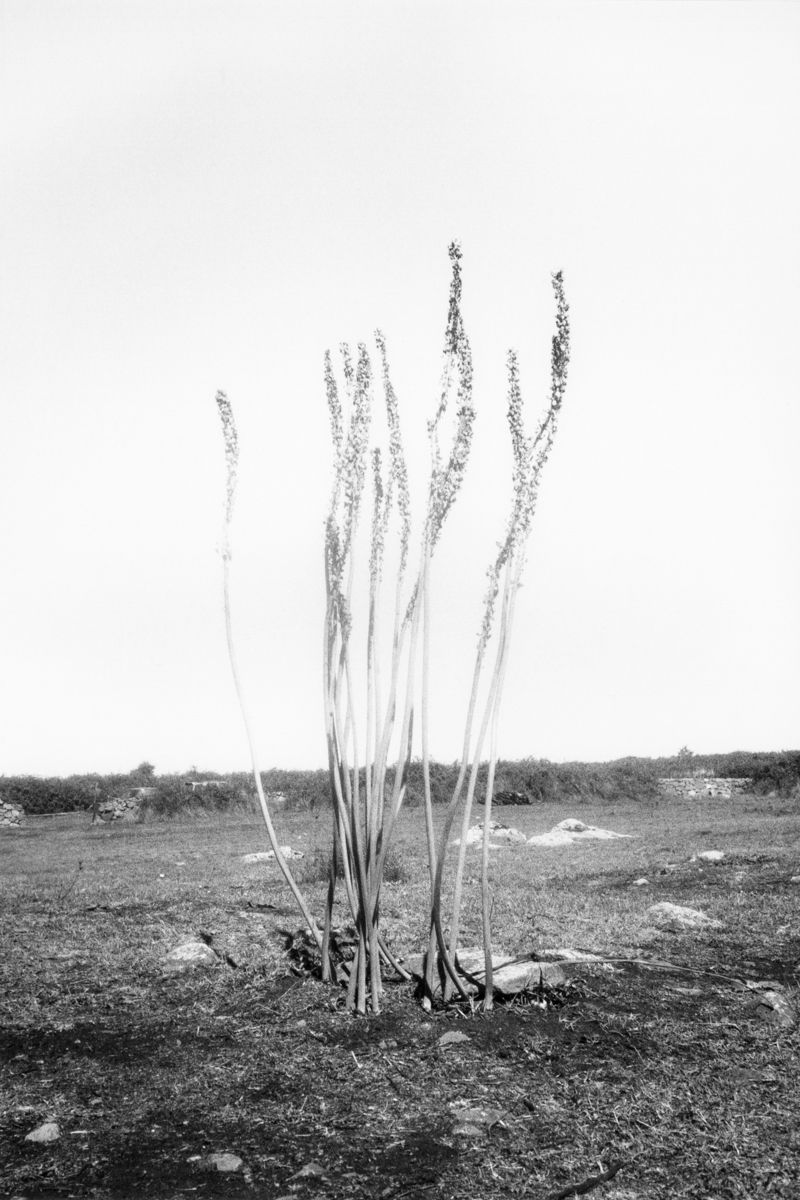 © Stefano Conti - Image from the Teach me how you designed these creatures photography project