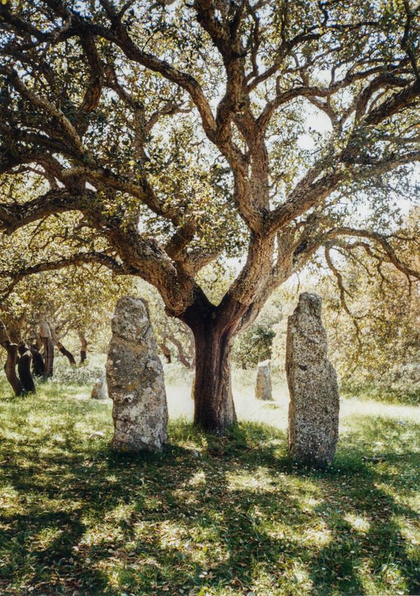 © Stefano Conti - Image from the Teach me how you designed these creatures photography project