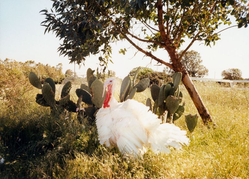 © Stefano Conti - Image from the Teach me how you designed these creatures photography project