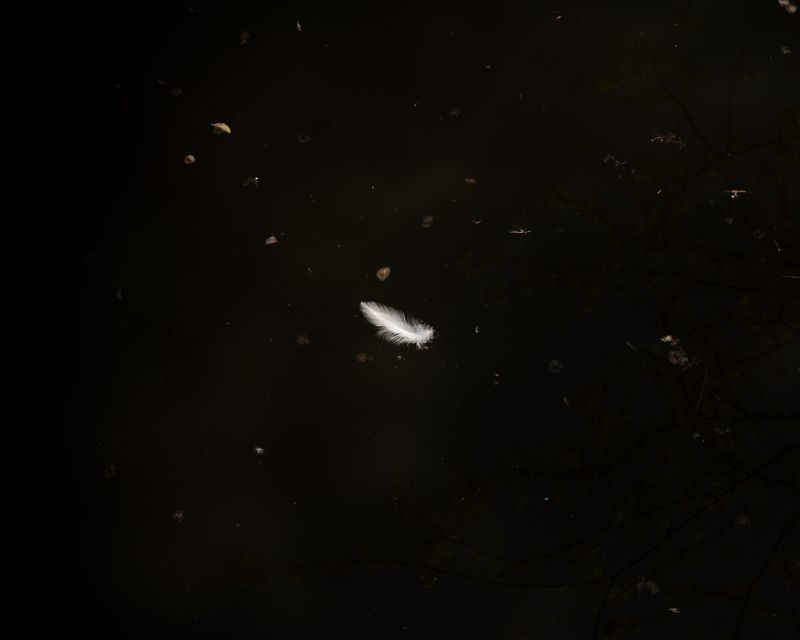 © Annalaura Cattelan - 20 - Feather in the pond in the Zoom's Madagascar area (Cuminana, TO)