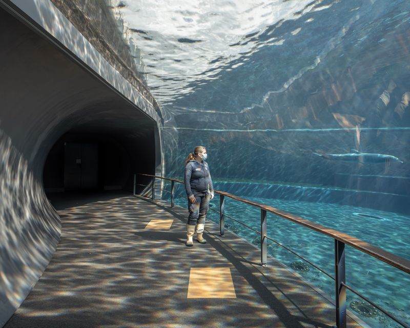 © Annalaura Cattelan - 11 - Erika, keeper in charge of the dolphin tank, watches Goccia swim calmly (Aquarium of Genoa)