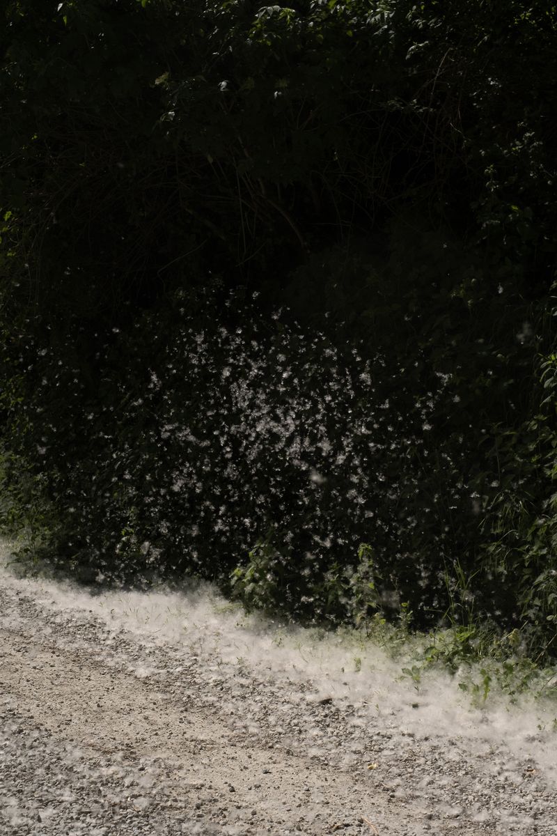 © chiara pavolucci - Image from the Should we dwell on transience? photography project