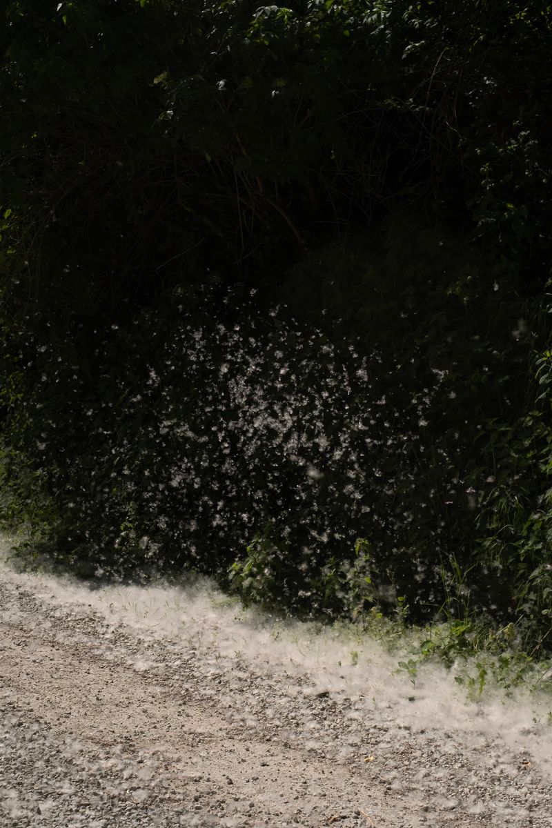 © chiara pavolucci - Image from the Should we dwell on transience? photography project