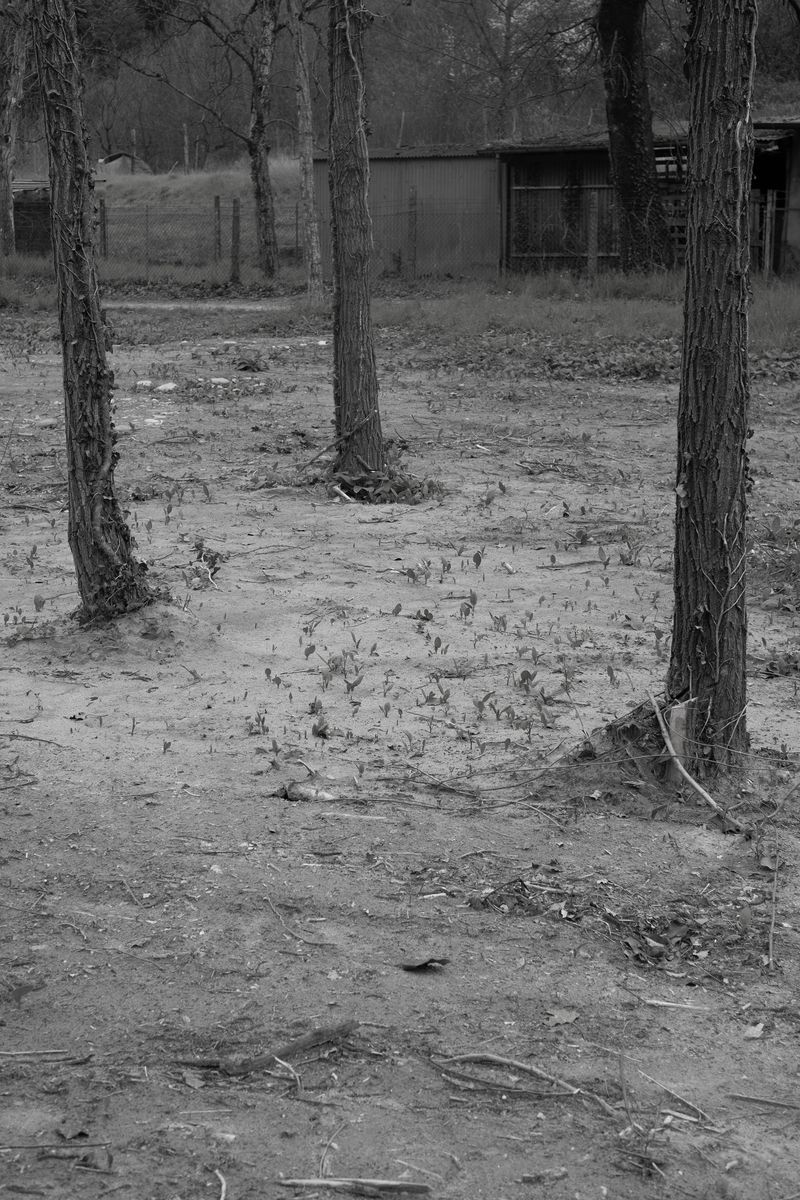 © chiara pavolucci - Image from the Should we dwell on transience? photography project