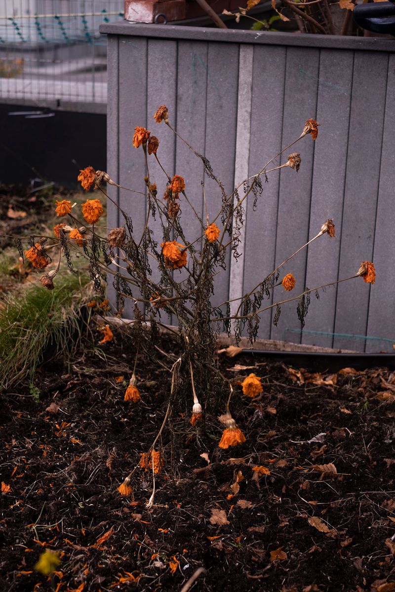 © chiara pavolucci - Image from the Walking Marginal photography project