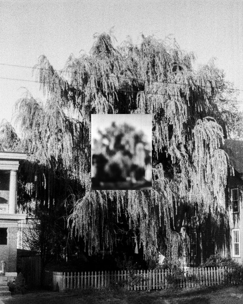 © Jesse Ly - what does the willow bring?