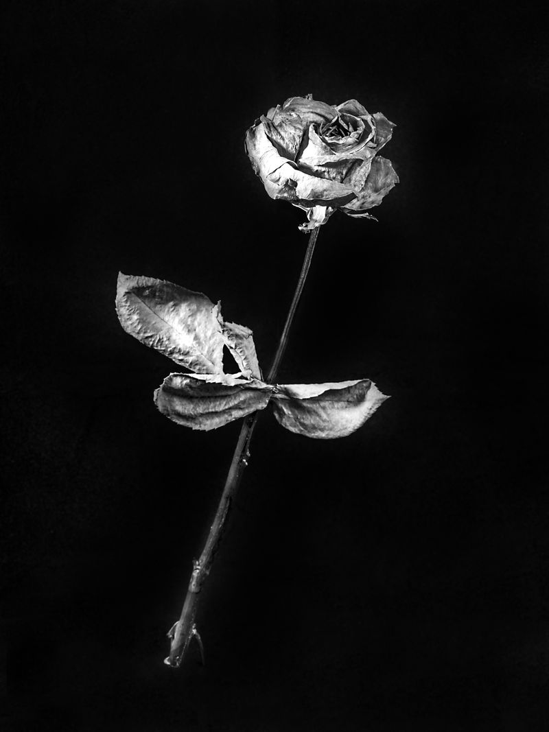 © Jesse Ly - connect & embraceTo give a flower is vulnerable and earnest of our intentions.