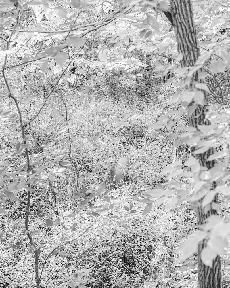 © Jesse Ly - hidden in plain sight (dear/deer)how do we show through in amidst the layers, nuance, and embellished.