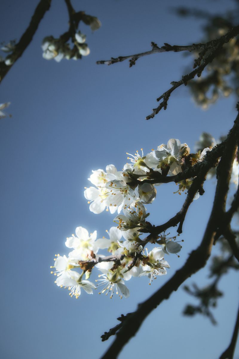© Paulina Hildesheim - Blossom