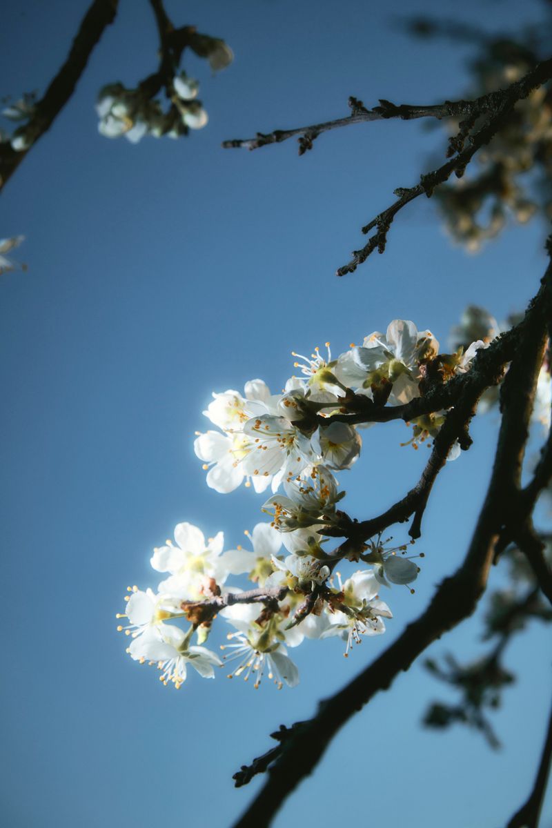 © Paulina Hildesheim - Blossom