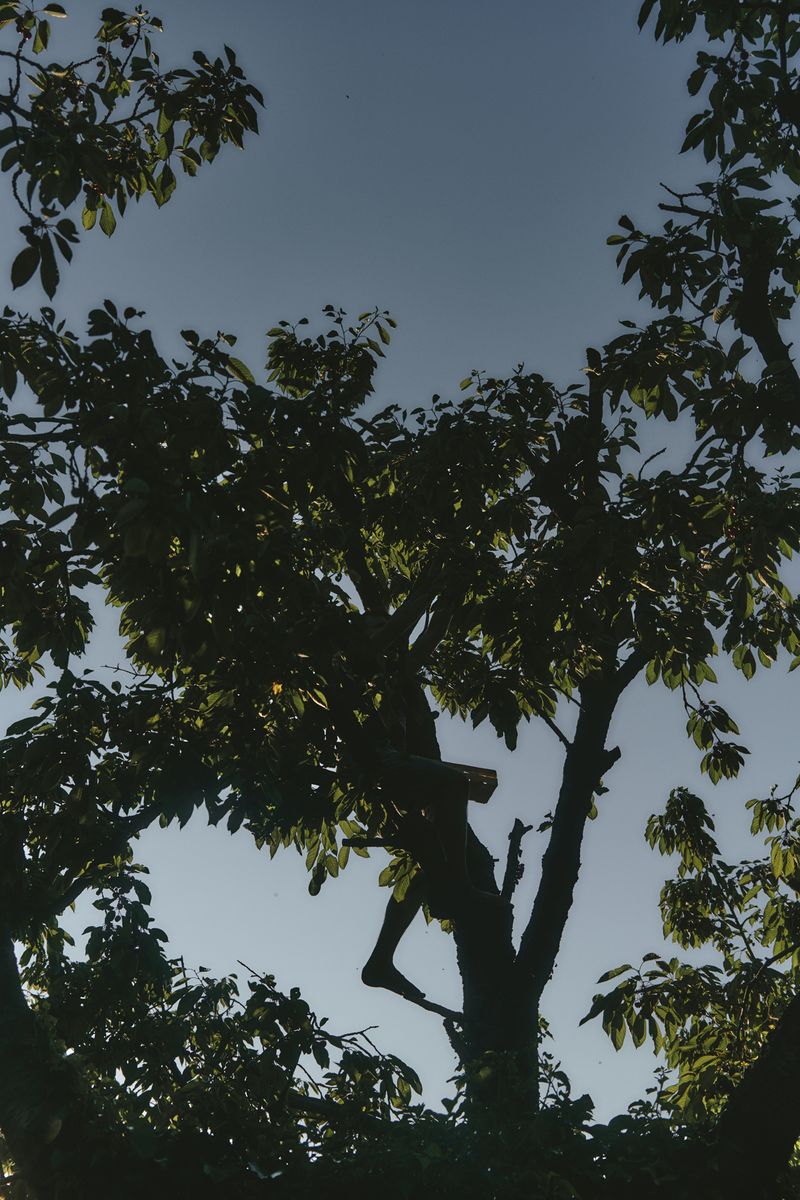 © Paulina Hildesheim - Cherry Harvest No. 1