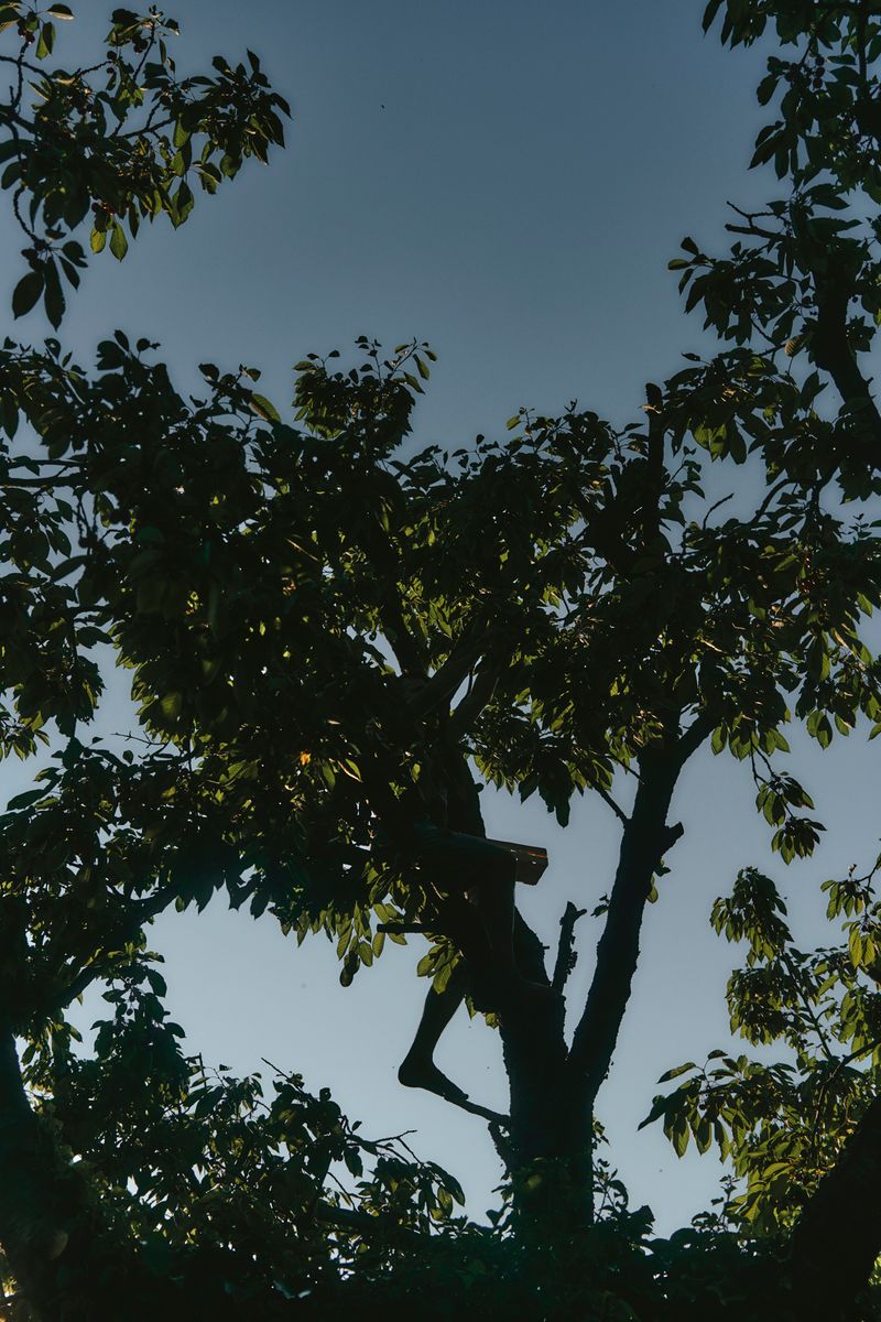 © Paulina Hildesheim - Cherry Harvest No. 1