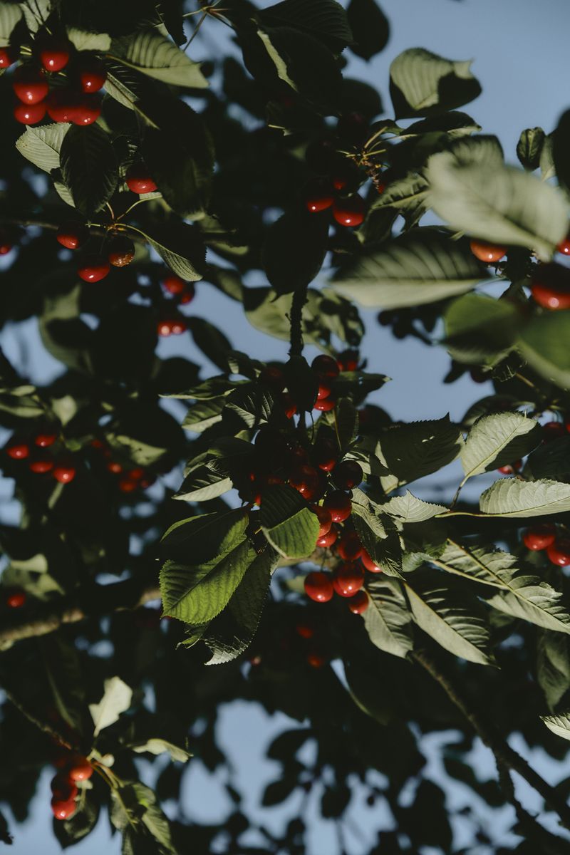 © Paulina Hildesheim - Cherry Harvest No. 2