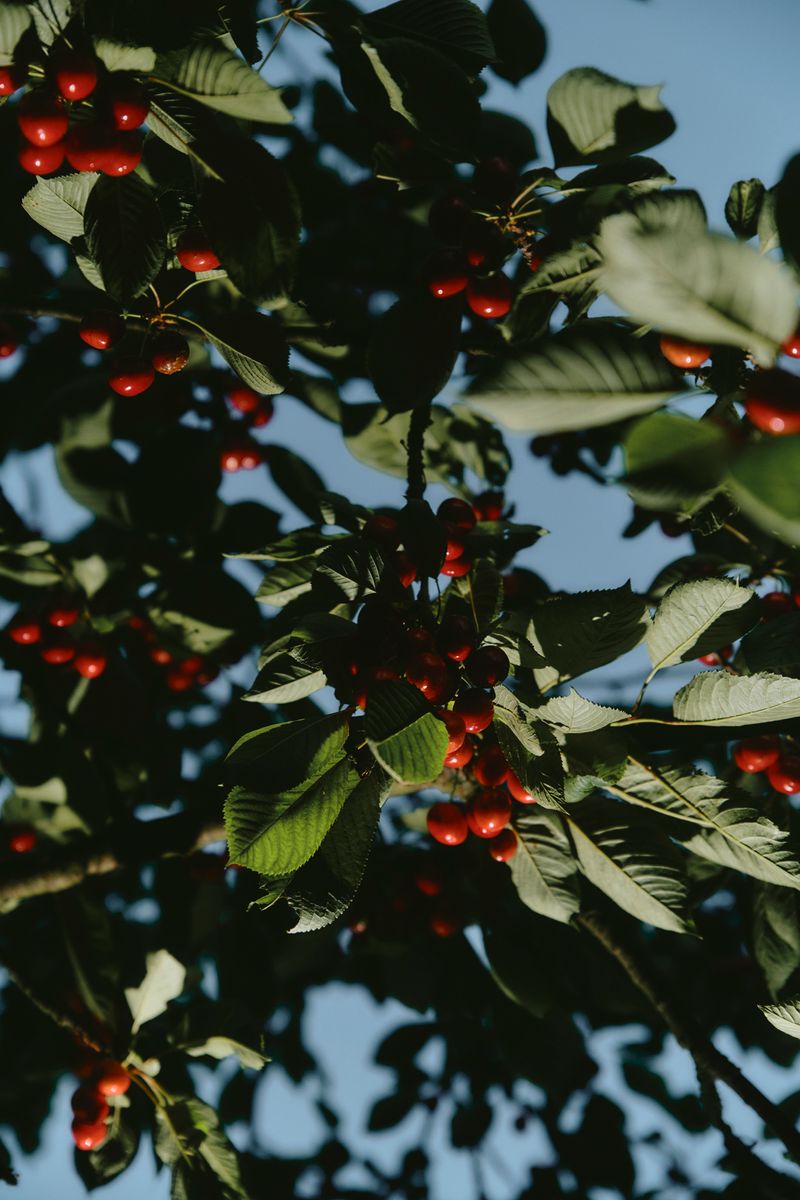 © Paulina Hildesheim - Cherry Harvest No. 2