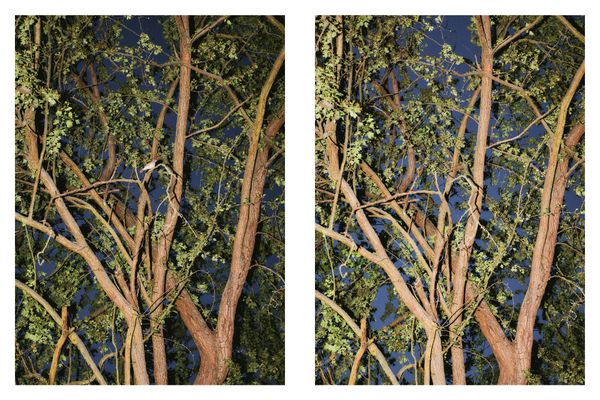 © Paulina Hildesheim - Cuckoo