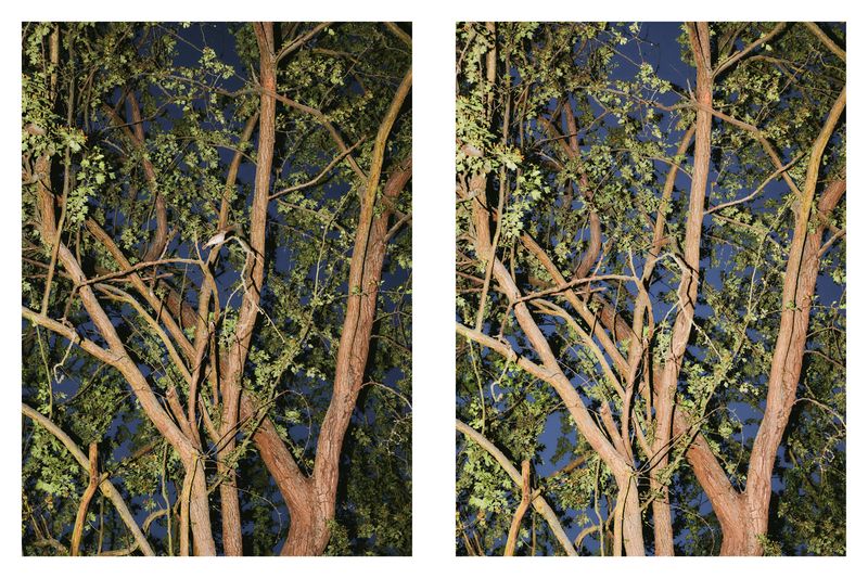 © Paulina Hildesheim - Cuckoo