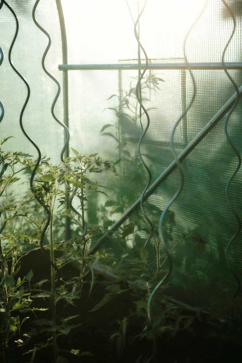 © Paulina Hildesheim - Tomatoe