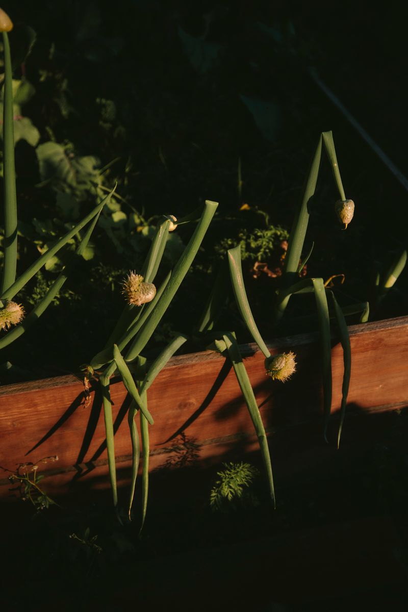 © Paulina Hildesheim - Spring Onion