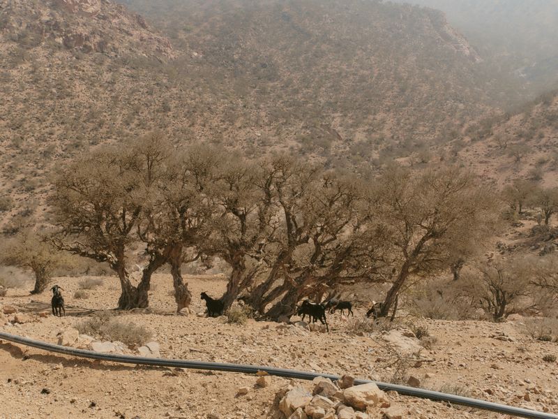 © Paulina Hildesheim - Goats along a water pipeline, Anti-Atlas, Morocco, 2025