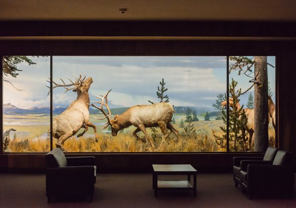 © Cynthia Johnston - Big Game Room