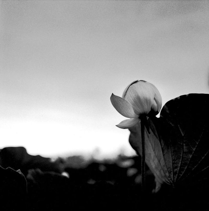 © Masako Tomiya - Image from the Tsugaru photography project