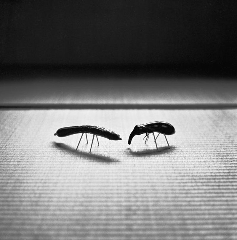 © Masako Tomiya - Image from the Tsugaru photography project