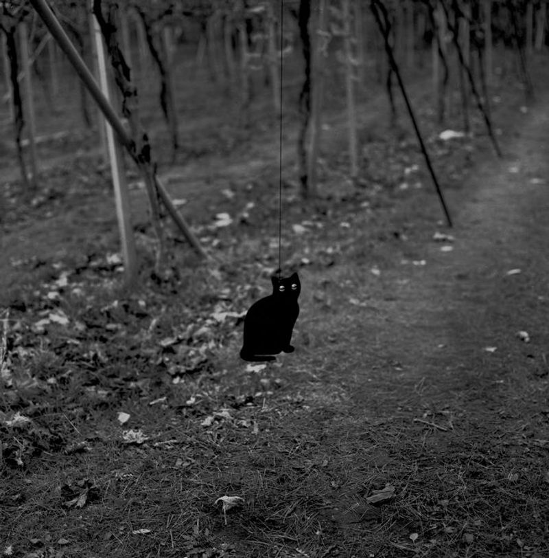 © Masako Tomiya - Image from the Tsugaru photography project