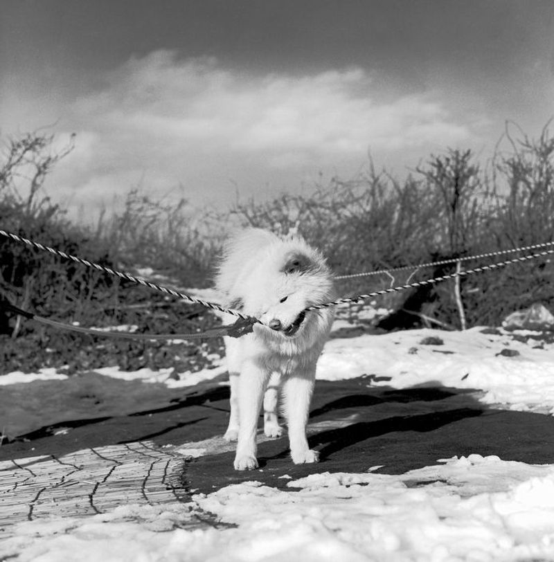 © Masako Tomiya - Image from the Tsugaru photography project