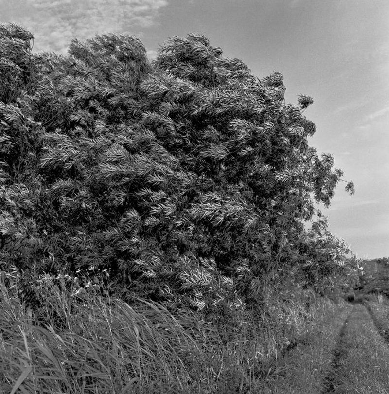 © Masako Tomiya - Image from the Tsugaru photography project