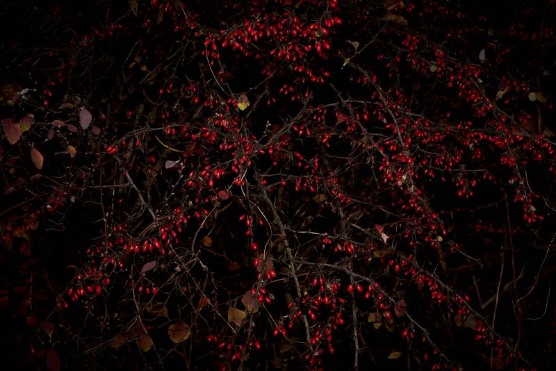 © Zoé Clémence - Image from the There's a Blizzard in My Mind photography project