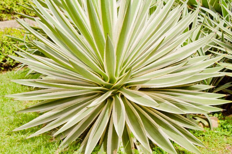 © Lorena Marchetti - Image from the microrelieves photography project