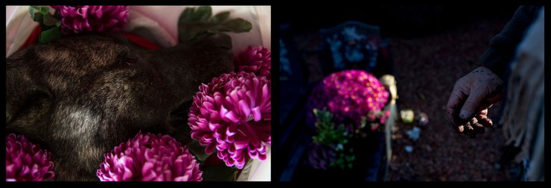 © Thomas Freteur - Image from the  Le Paradis des animaux - Belgium, 2012/2013 (Work in progre photography project