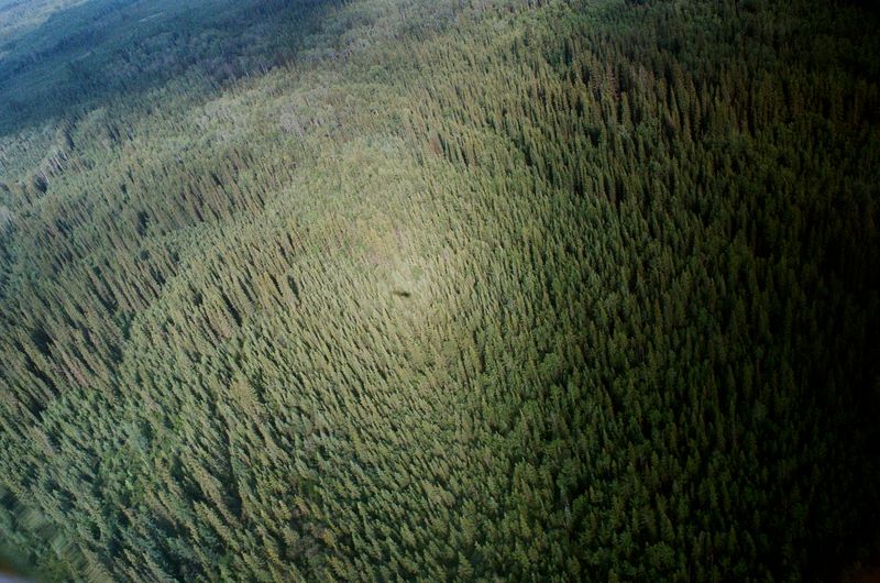 © Aidan Clark - Helicopter shadow in the sea of trees.