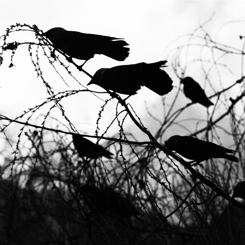 © Elton Gllava - Image from the Where the crows would have sung photography project