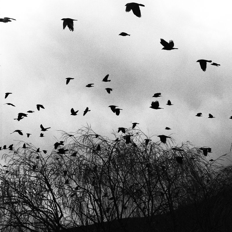 © Elton Gllava - Image from the Where the crows would have sung photography project