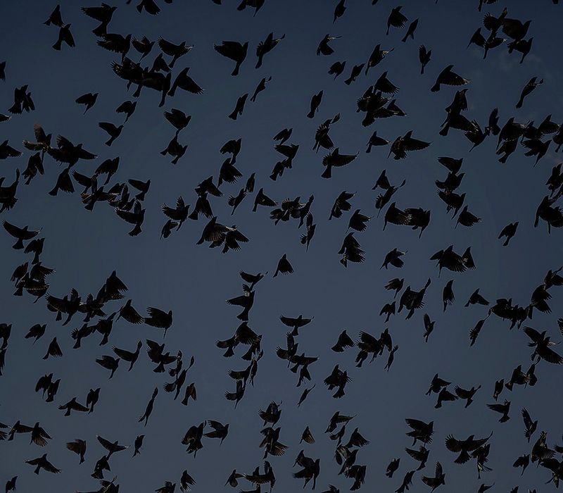 © Mara Sanchez Renero - Image from the El cimarrón y su fandango photography project