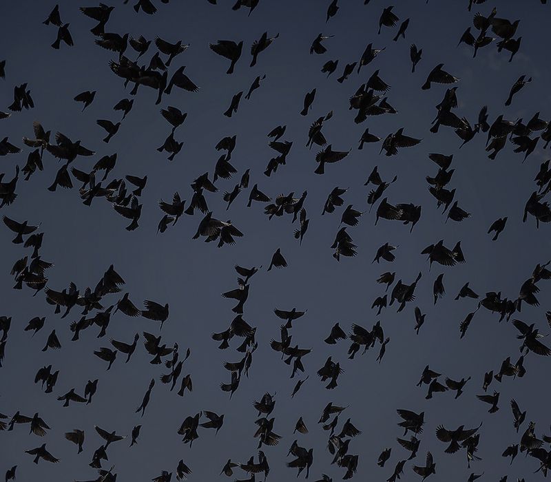 © Mara Sanchez Renero - Image from the El cimarrón y su fandango photography project